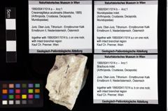 Foto (Objket + Etiketten) von Munidopsidae indet. 